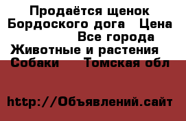 Продаётся щенок Бордоского дога › Цена ­ 37 000 - Все города Животные и растения » Собаки   . Томская обл.